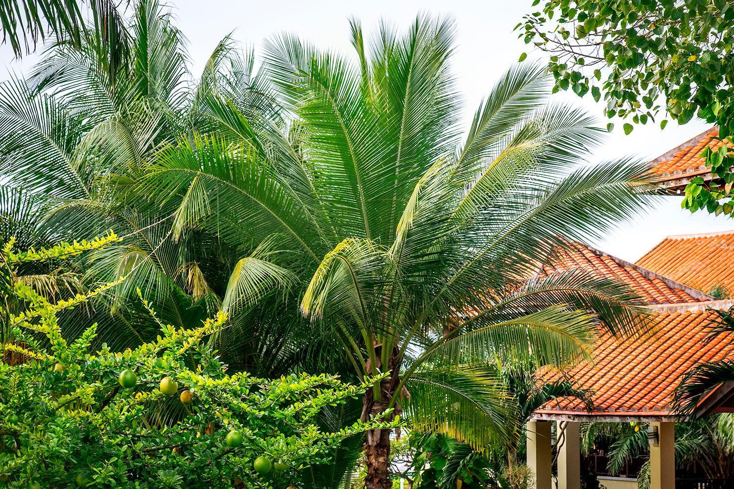 Romana Resort & Spa Mui Ne Exterior foto
